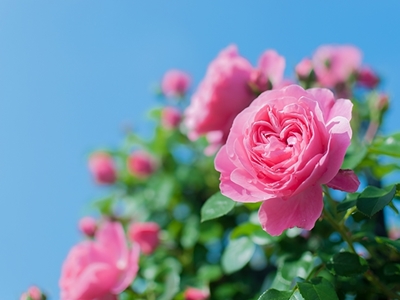20140407p11.jpg